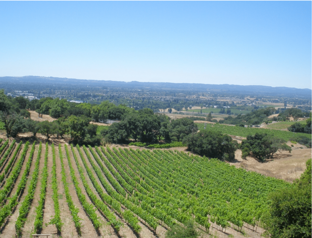 Napa County CA landscape