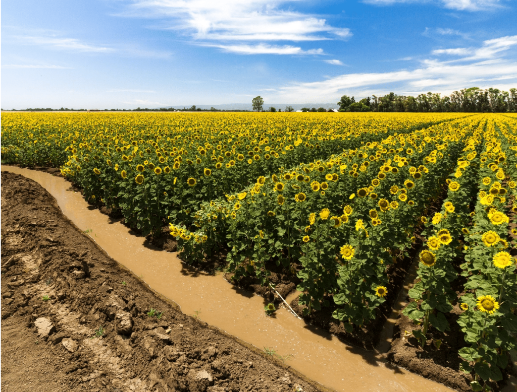 Yolo County CA landscape